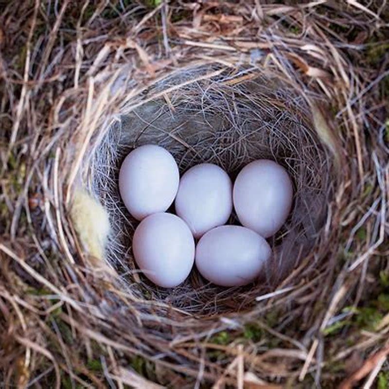 How do birds create eggs?