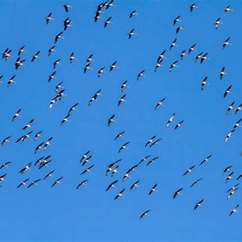 How do birds decide to migrate?