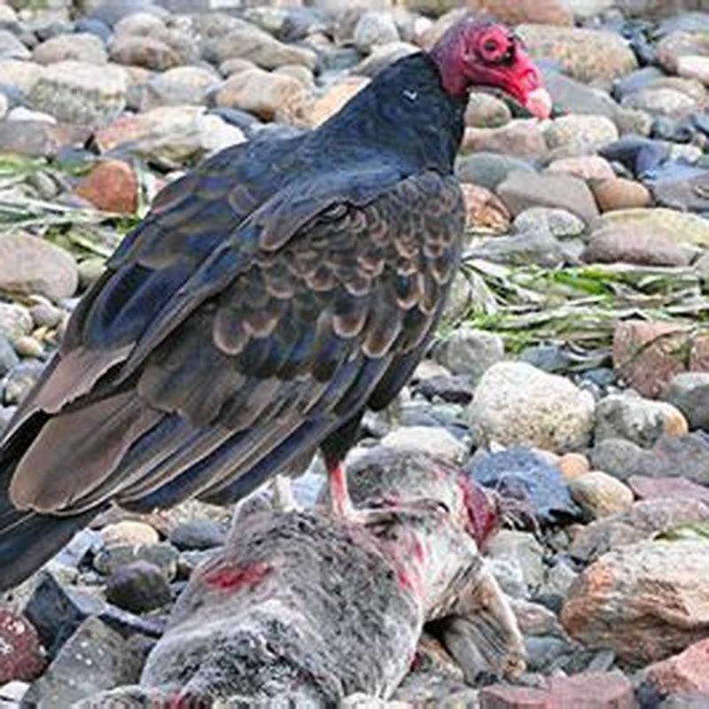 How do birds find dead animals?