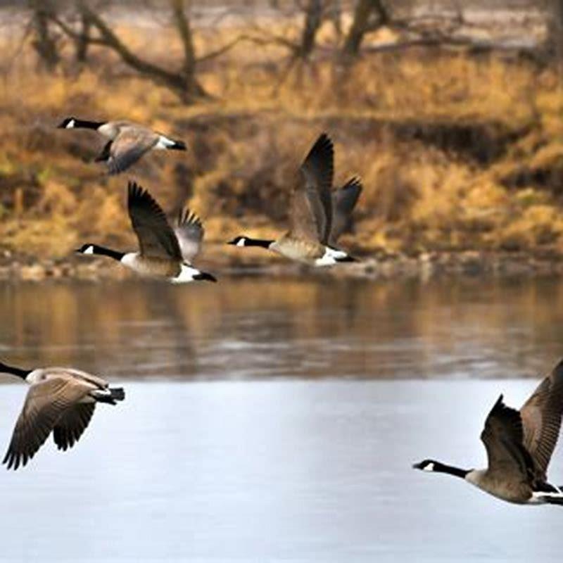 How do birds fly in the sky?