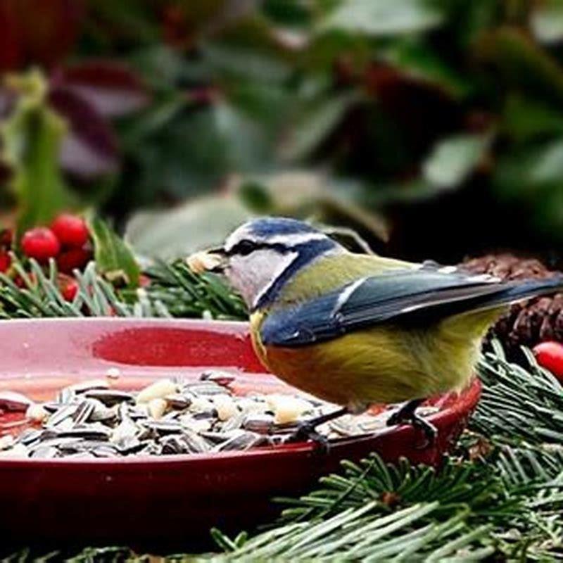 How do birds know what seeds to eat? - DIY Seattle