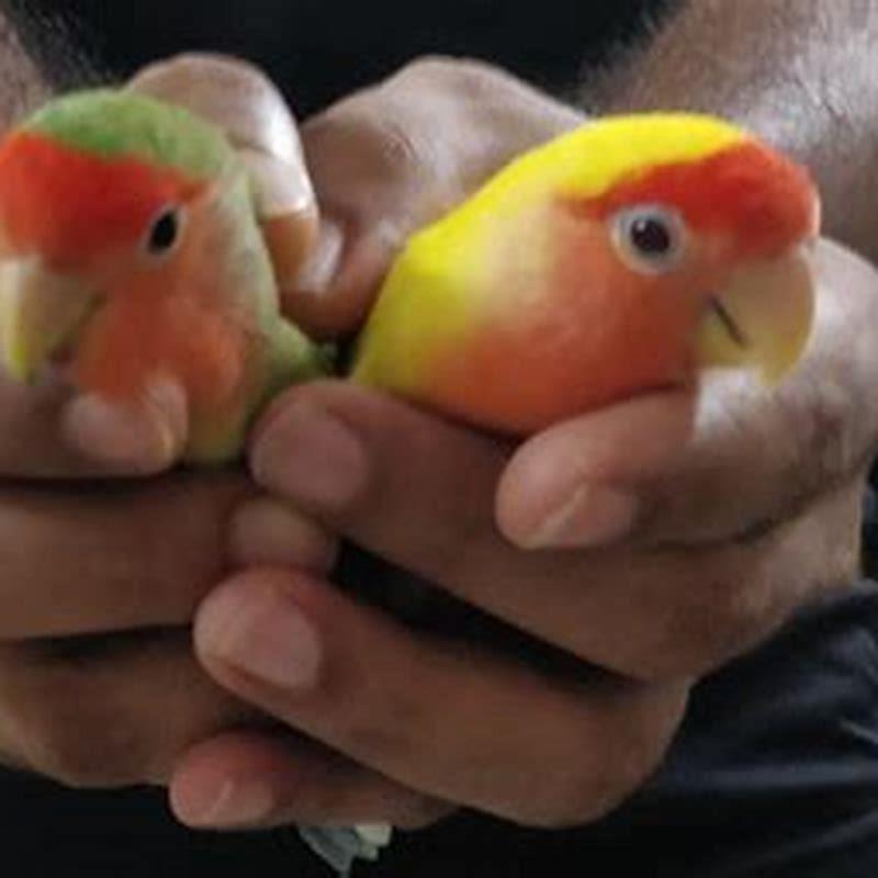 How do birds like to play?