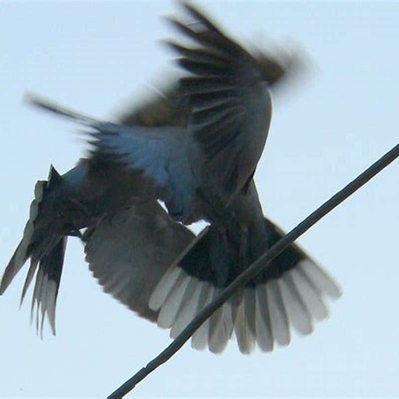 How do birds mate with each other?