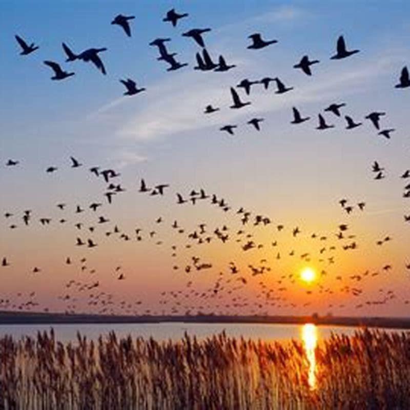 How do birds navigate when they migrate?