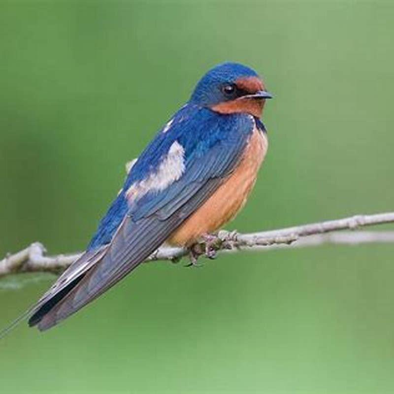 How do birds swallow?