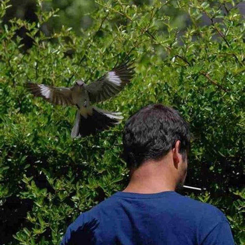 How do birds take-off and land?