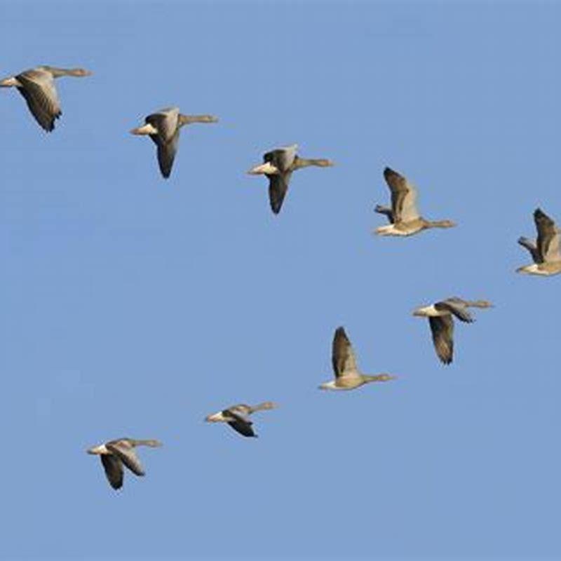 How do geese know which way is south? DIY Seattle