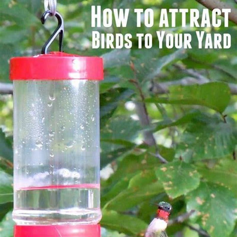 How do I attract love birds to my yard?