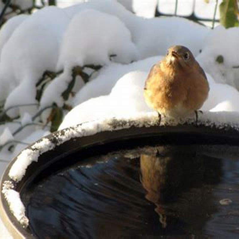 How do I get birds to come to my bird bath?