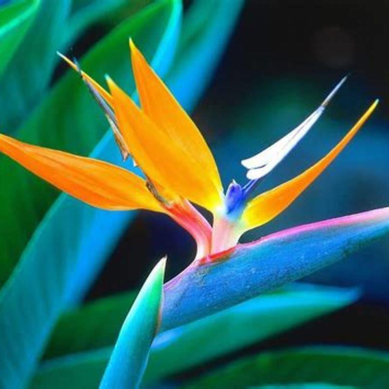 How do I get my bird of paradise to flower?