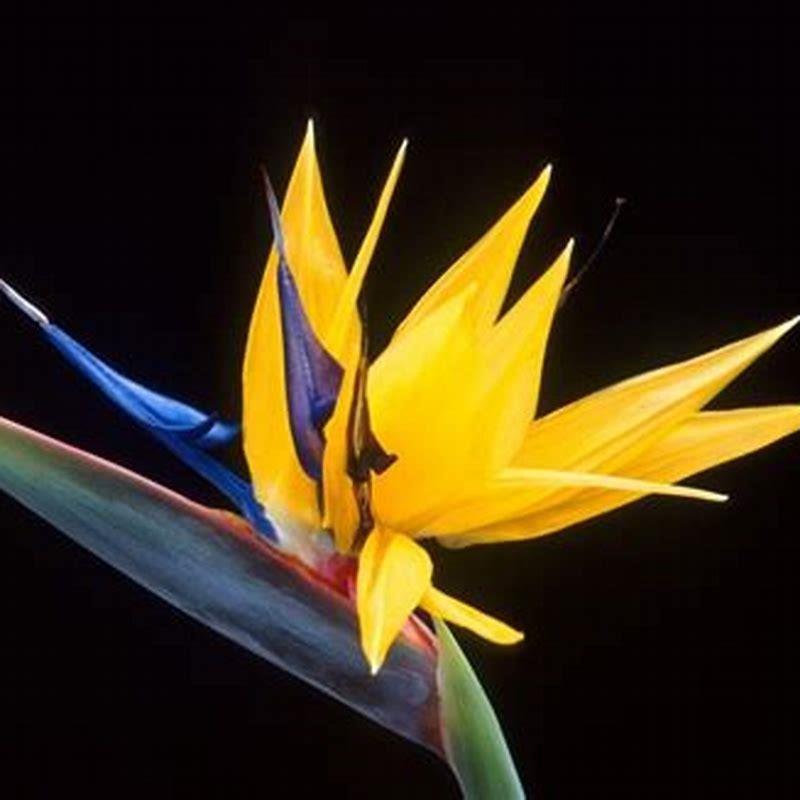 How do I get my birds of paradise to bloom?