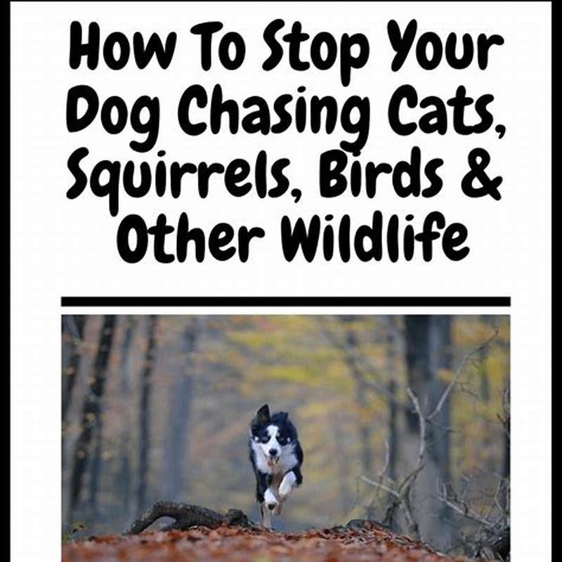 How do I get my dog to stop chasing birds?