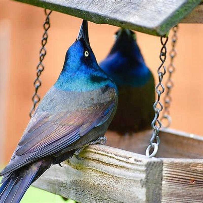 How do I get rid of little black birds?