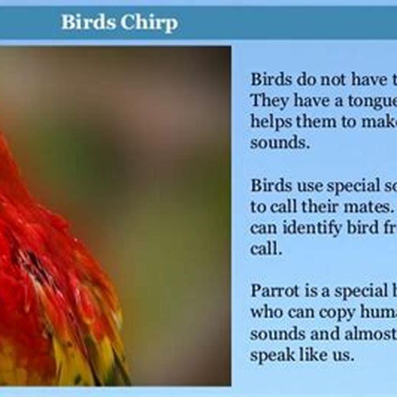 How do I identify a bird by its chirp?