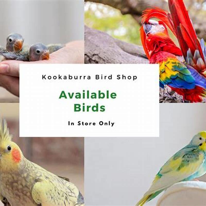 How do I introduce a new bird to my bird?