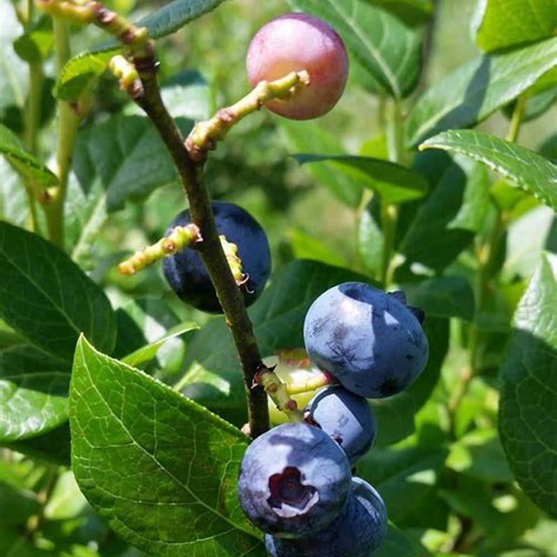 How do I keep birds and squirrels out of my blueberry bushes? - DIY Seattle