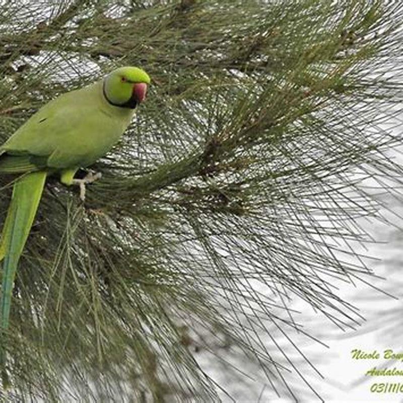 How do I know if my parakeet is a rose ring?