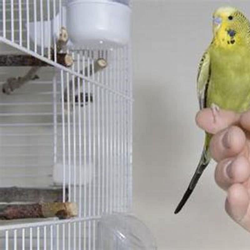 How do I know if my parakeet is about to lay eggs?