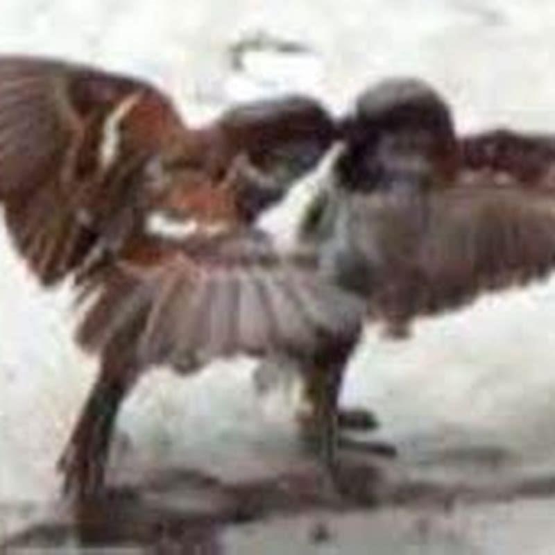 How do I stop my birds from fighting?
