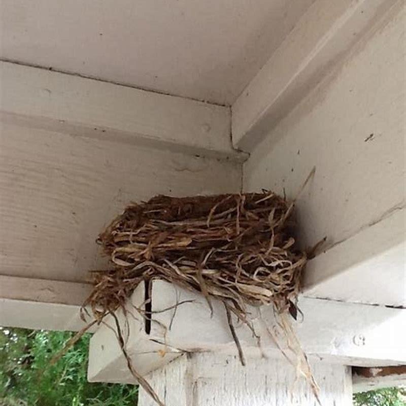 How do I stop swallows nesting on my porch?