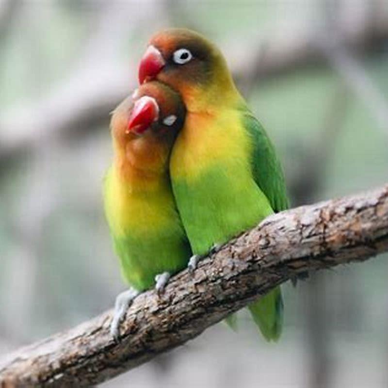 How do love birds breed?