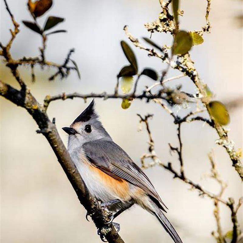 How do you attract a titmouse?