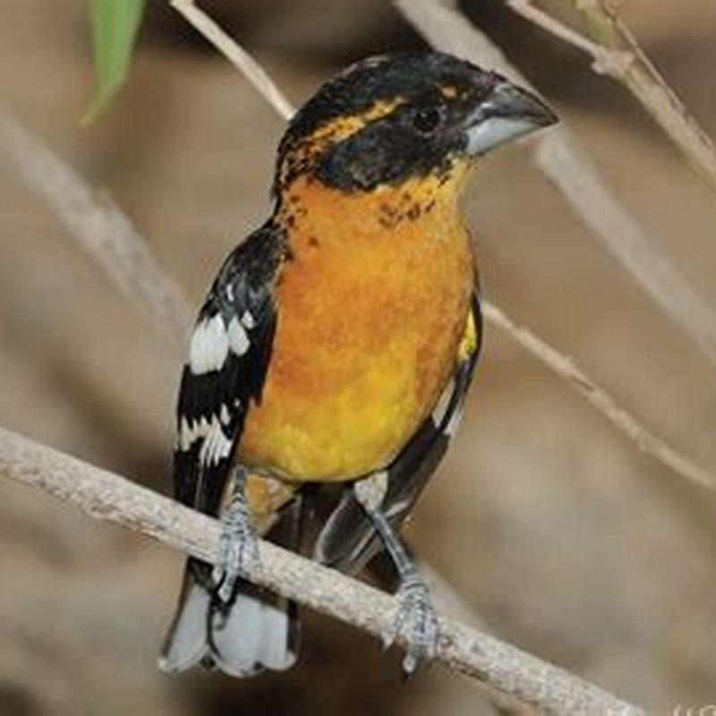 How do you attract black-headed grosbeaks? - DIY Seattle