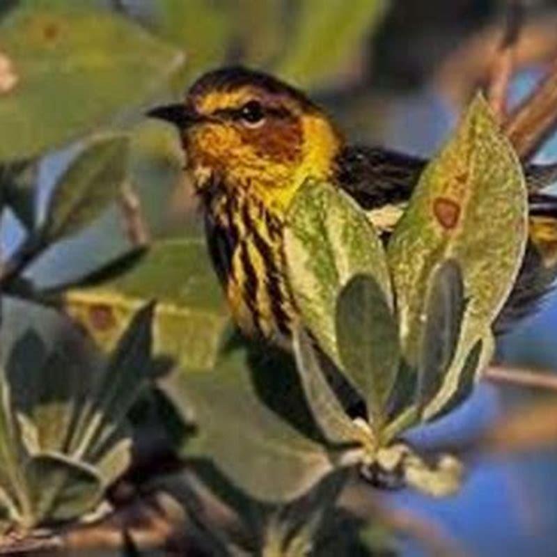 How do you attract black-throated blue warblers?