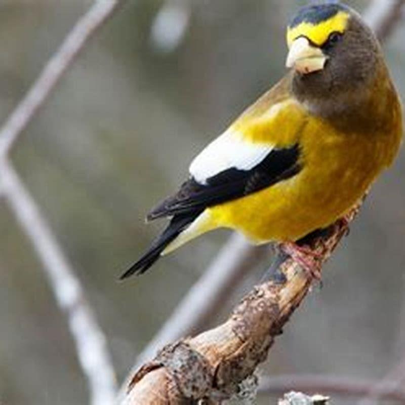 How do you attract evening in grosbeaks?