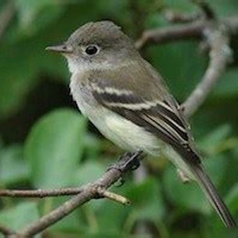 How do you attract flycatchers?