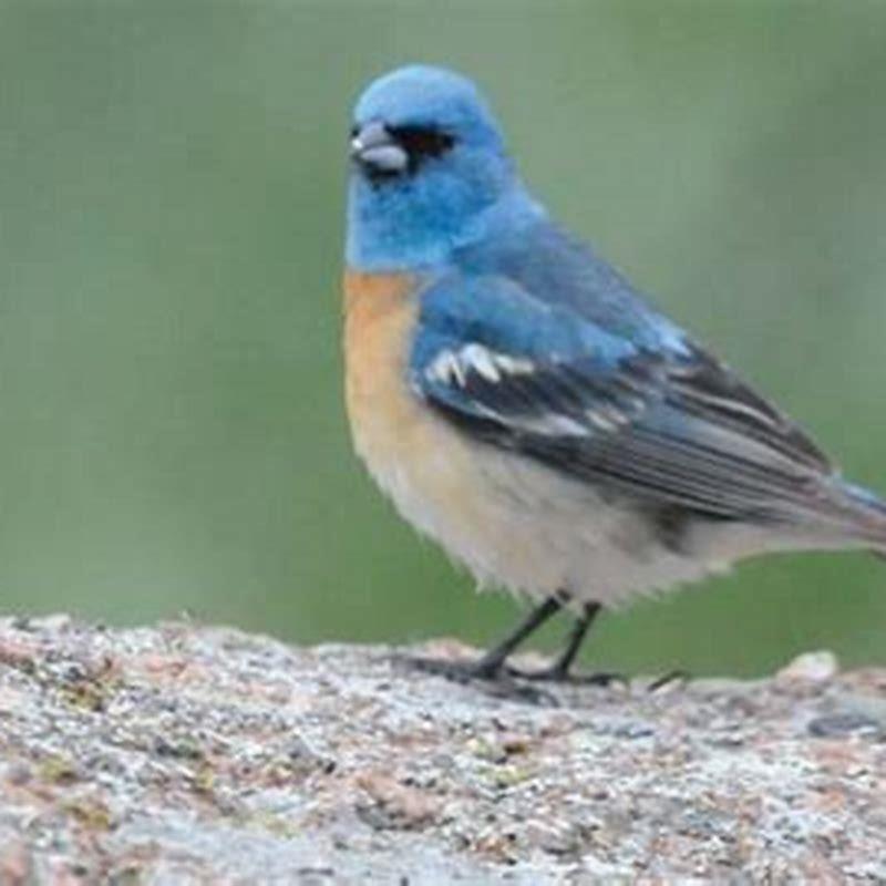 How do you attract lazuli buntings?