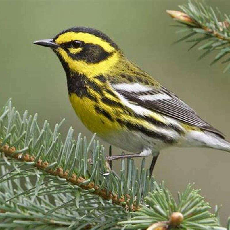 How do you attract Townsend warbler?
