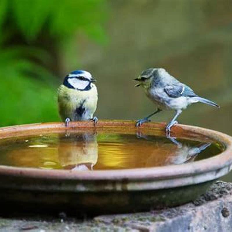 How do you bathe a bird?