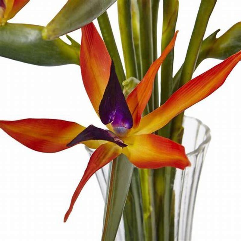 How do you cut a bird of paradise vase?