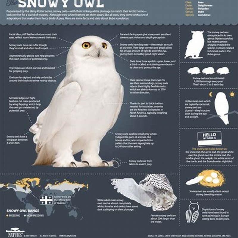 How do you describe a snowy owl? - DIY Seattle