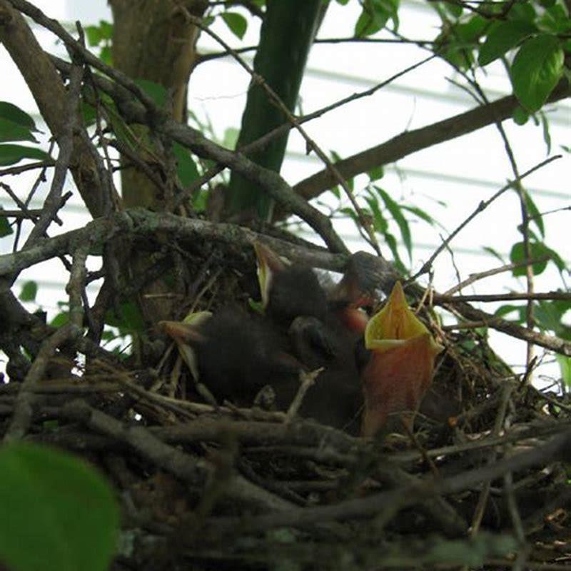 How do you feed abandoned birds?