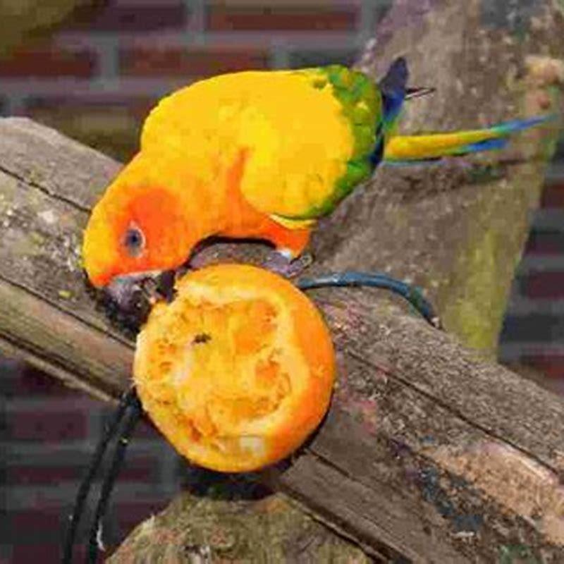 How do you feed orange peels to birds?