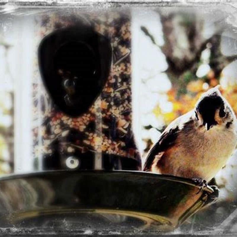 How do you feed tarat birds?