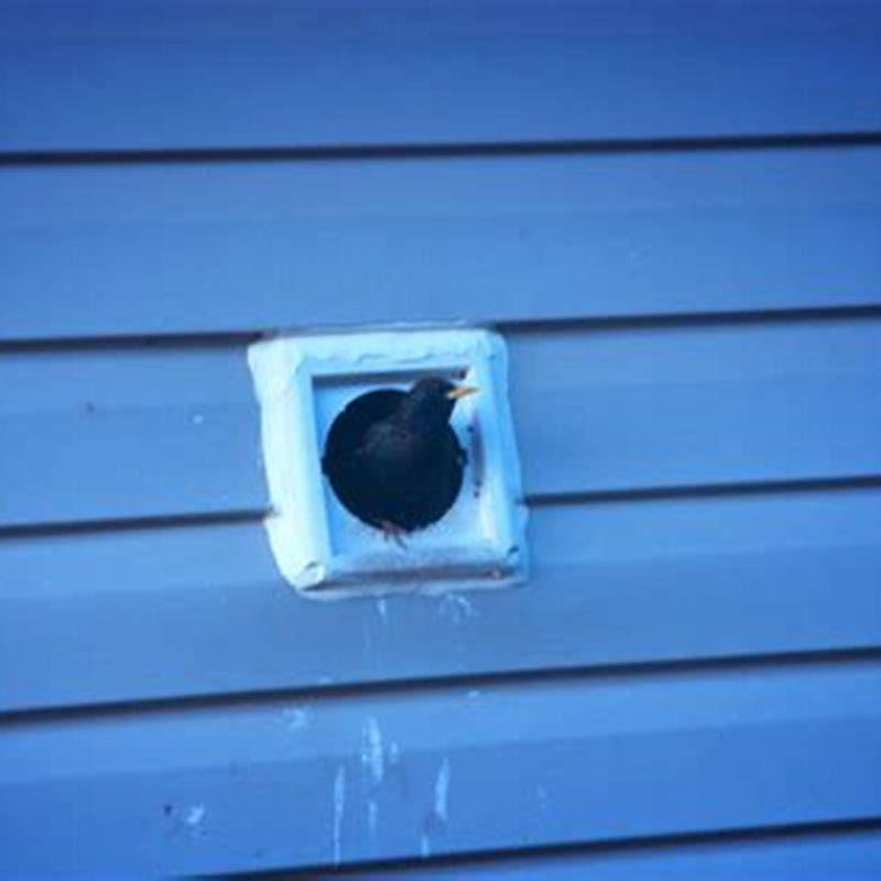 how-do-you-get-a-bird-out-of-an-air-vent-diy-seattle