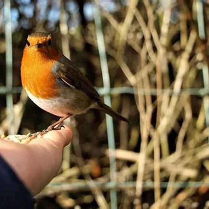 How do you get a wild bird to trust you?
