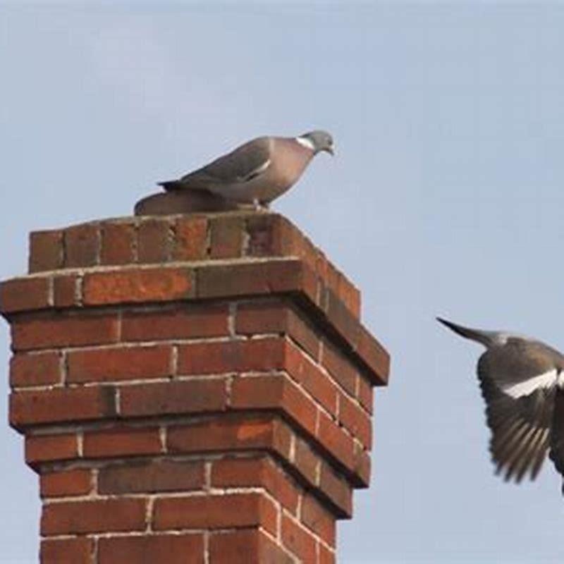 How do you get birds out of your chimney?