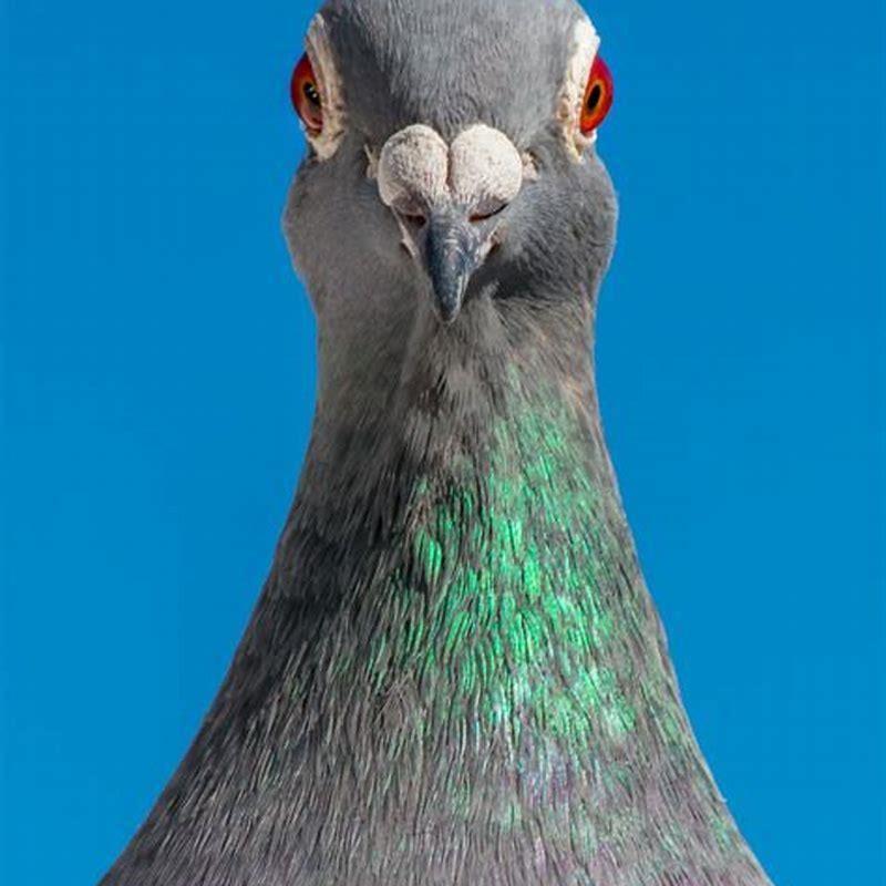 How do you get rid of birds around your house?