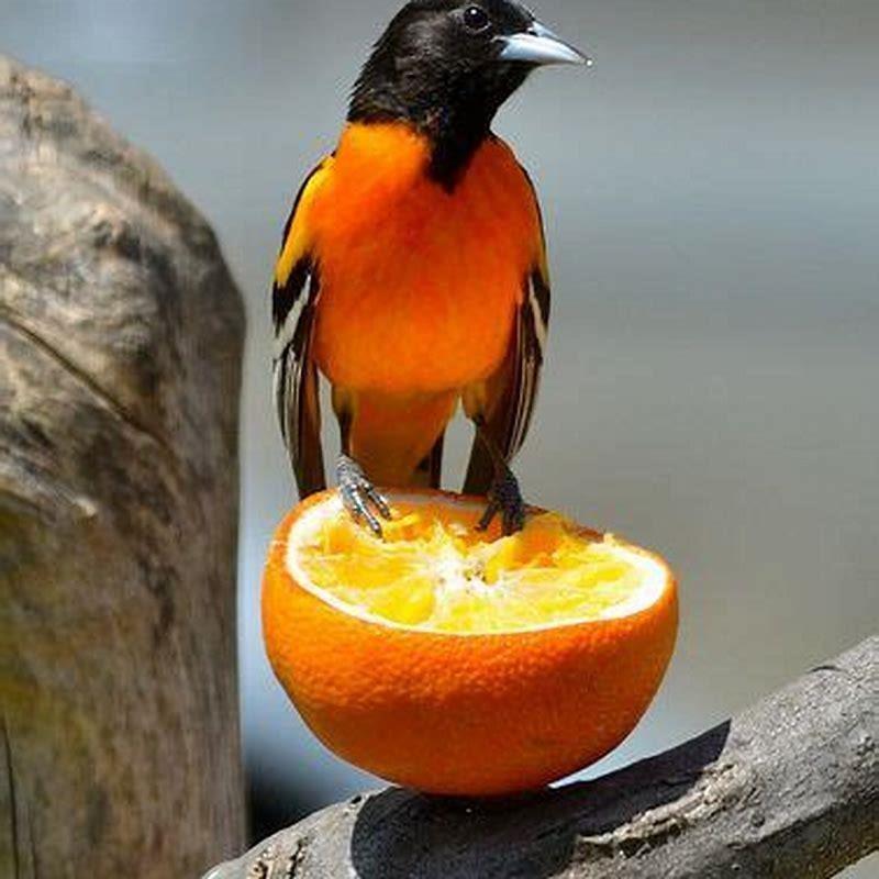 How do you hang an orange for an oriole? DIY Seattle