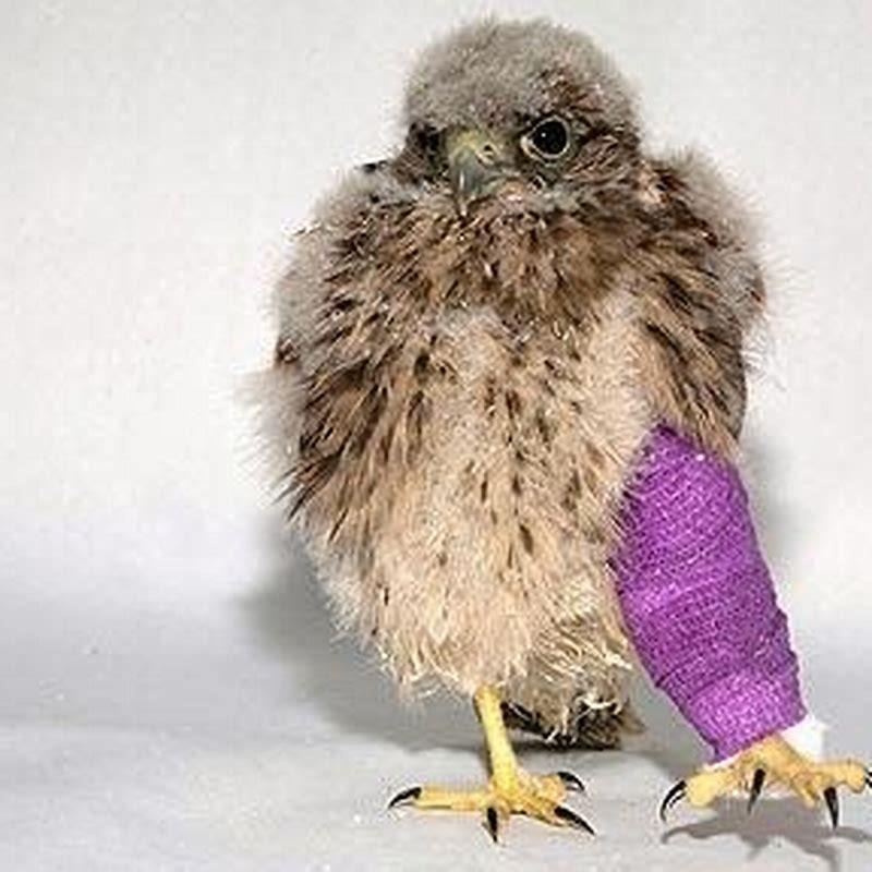 how-do-you-help-a-bird-with-a-broken-leg-diy-seattle