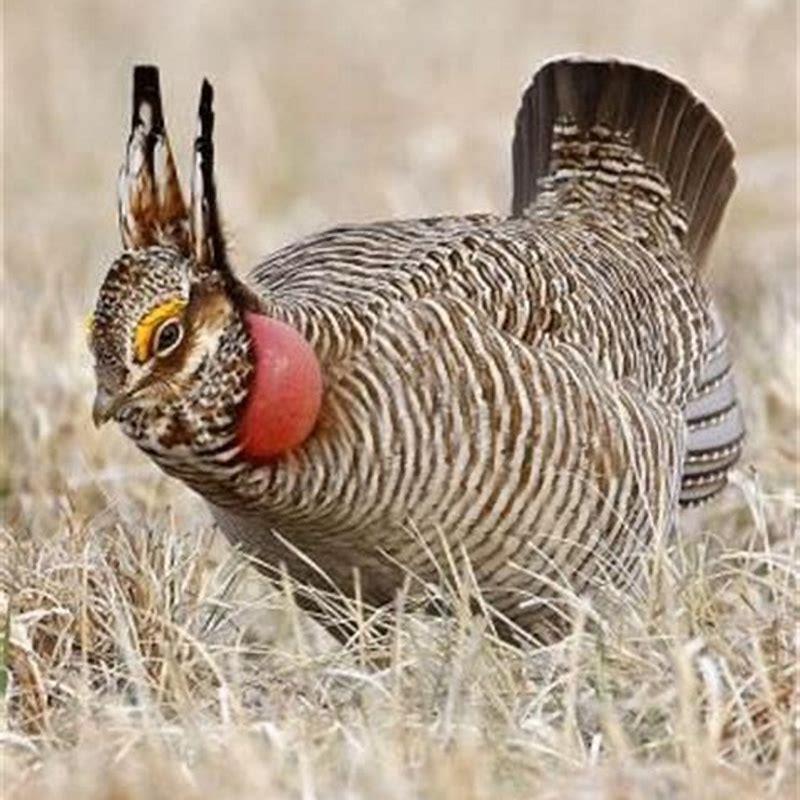 How do you identify a lesser prairie-chicken?