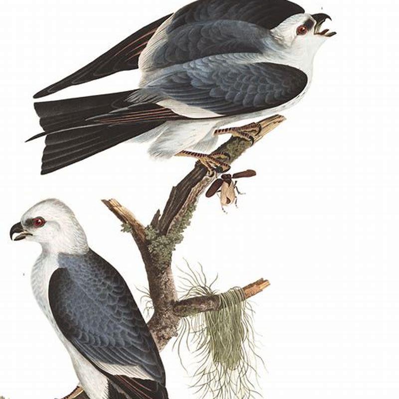 How do you identify a Mississippi kite?