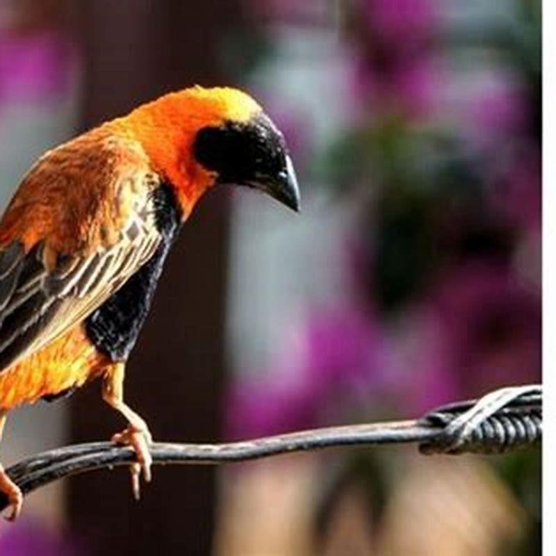 How do you introduce love birds?