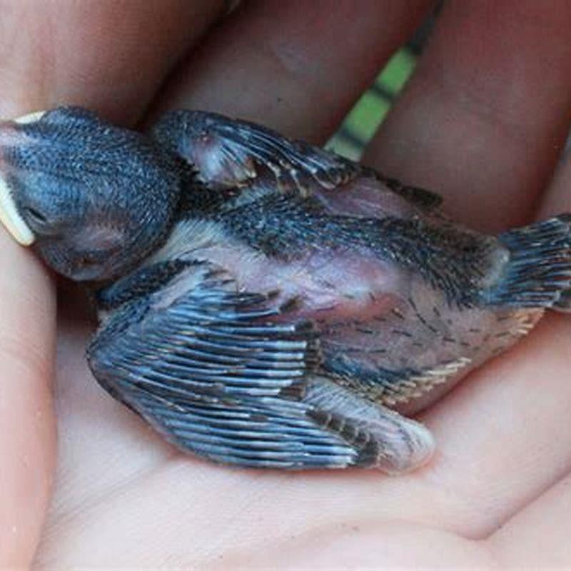How do you keep baby sparrows alive?