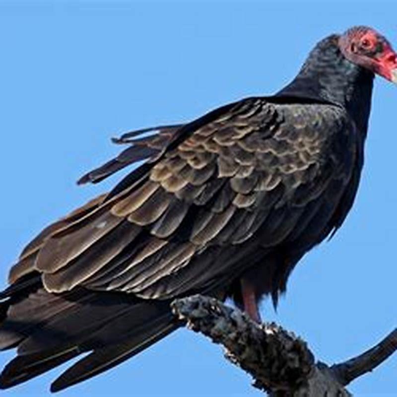 How do you know if a bird has abandoned its nest?