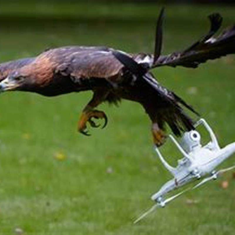 How do you make your birds stop fighting?